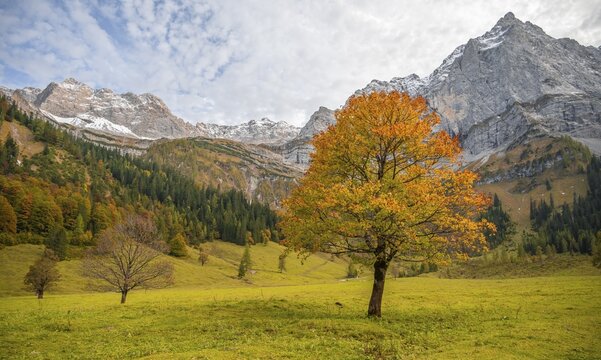 Maple tree with autumn leaves, autumn landscape in Ri&szlig;tal with Spritzkarspitze, Gro&szlig;er Ahornboden, Engalpe, Eng, Hinterri&szlig; municipality, Karwendel Mountains, Karwendel Alpine Park, Tyrol, Austria