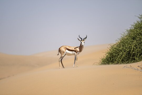 Springbok (Antidorcas marsupialis) on a sand dune, Namib Desert, Namib Naukluft Park, Namibia