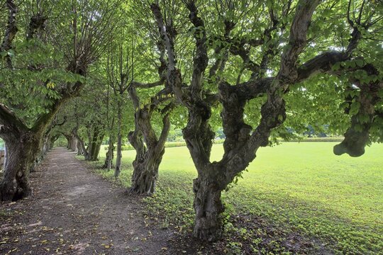 Hornbeam avenue (Carpinus betulus), Reichersberg, Austria
