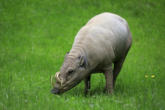 North sulawesi babirusa (Babyrousa celebensis), adult, male, foraging, captive, Sulawesi