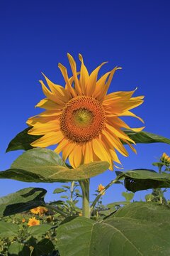 Sunflower (Helianthus annuus), flowering, Ellerstadt, Rhineland-Palatinate, Germany