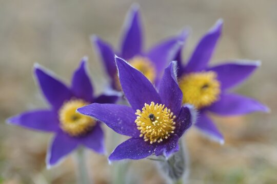 Pasque Flower (Pulsatilla vulgaris), group of flowers, Biosphere Reserve Swabian Alb, Baden-W&uuml;rttemberg, Germany
