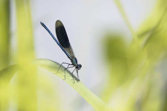 Banded demoiselle (calopteryx splendens), male, sitting on reed leaf, Hesse, Germany