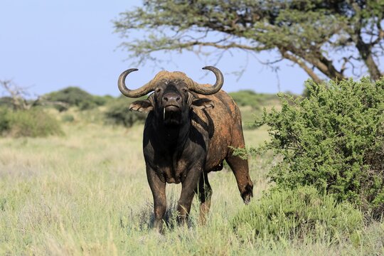 Cape buffalo (Syncerus caffer), adult, foraging, feeding, Mokala National Park, Northern Cape, South Africa