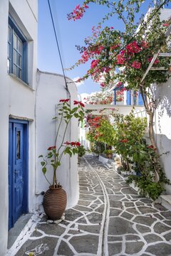 White and blue Cycladic houses, Flowers blooming in an alley, Old town of Lefkes, Paros, Cyclades, Greece
