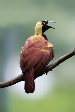 Lesser Bird of paradise (Paradisaea minor), adult male, sitting on branch, calling, native to New Guinea, captive