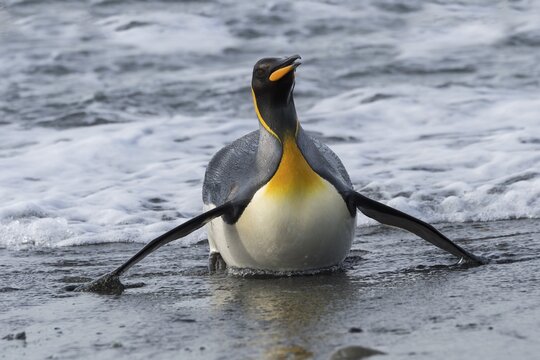 King Penguin (Aptenodytes patagonicus) coming out of the water, Salisbury Plain, South Georgia Island, Antarctic