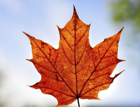 Maple (Acer), autumn red Maple leaf in front of sky, Autumn, Munich, Germany