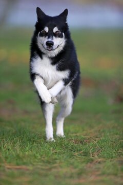 Alaskan Malamute (Canis lupus familiaris), adult, male, running, sled dog, Rhineland-Palatinate, Germany