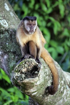 Tufted capuchin (Cebus apella), adult monkey in a tree, Pantanal, Mato Grosso, Brazil
