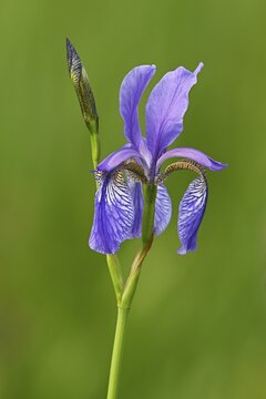 Siberian iris (Iris sibirica), flower, Canton Zug, Switzerland