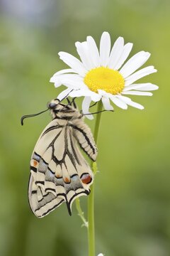 Old World Swallowtail (Papilio machaon) butterfly on a Marguerite, North Hesse, Hesse, Germany
