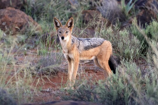 Black-backed jackal (Lupulella mesomelas), adult, alert, foraging, Mokala National Park, Northern Cape, South Africa