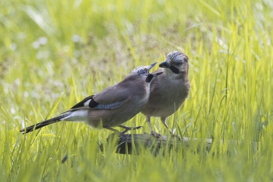 Eurasian jay (Garrulus glandarius), pair, mating feeding, Hesse, Germany