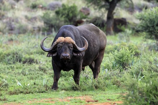 Cape buffalo (Syncerus caffer), adult, foraging, Mokala National Park, Northern Cape, South Africa