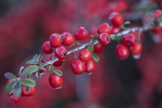 Fan-shaped cotoneaster (Cotoneaster horizontalis), Emsland, Lower Saxony, Germany