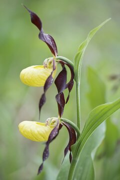 Lady's Slipper Orchid (Cypripedium calceolus), Rothenstein, Thuringia, Germany