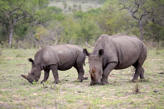 Two White rhinoceroses (Ceratotherium simum), adult, mother animal with half adult, feeding, social behaviour, pachyderm, Kruger National Park, South Africa