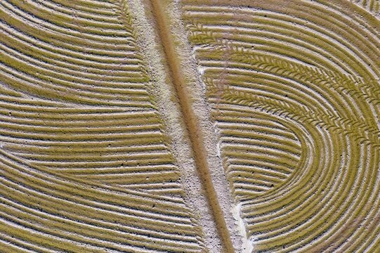 Detail of a flooded rice field in May, the tracks are caused by a tractor sowing rice seeds, aerial view, drone shot, Ebro Delta Nature Reserve, Tarragona province, Catalonia, Spain