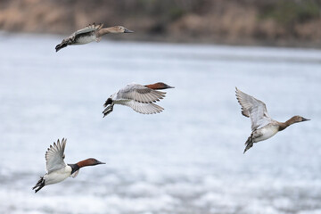 Obraz premium A flight of migratory Canvasback ducks (Aythya valisineria) pass over partially frozen Reflections Lake, Alaska.