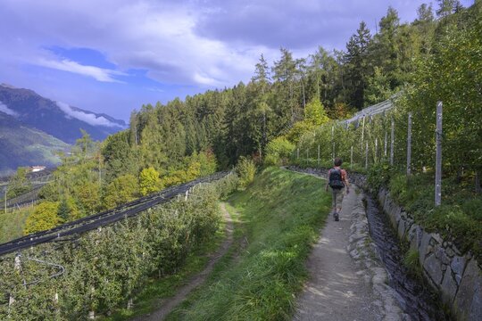 Schenner Waalweg leads between orchards, Schenna, South Tyrol, Italy