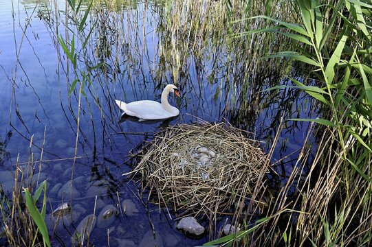 Mute swan (Cygnus olor), male swimming in front of nest with four eggs, Cham, Lake Zug, Canton Zug, Switzerland