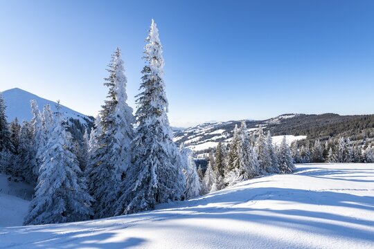 Snowy winter landscape on the Gurnigel Pass, Gantrisch nature Park, Canton Bern, Switzerland