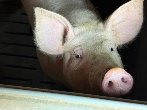 Pig hog boar in the pigpen. 
