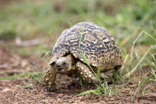 Panther tortoise (Testudo pardalis), adult, running, foraging, Pilanesberg National Park, North West Province, South Africa