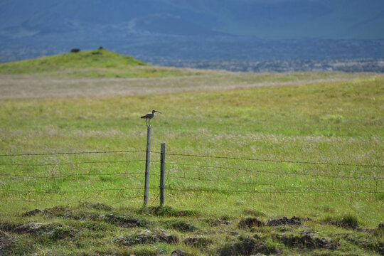 Eurasian Whimbrel (Numenius phaeopus)