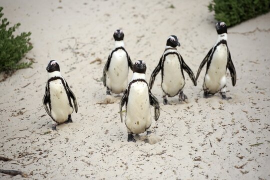 African penguin (Spheniscus demersus), adult, group, beach, running, on shore, Boulders Beach, Simon's Town, Western Cape, South Africa