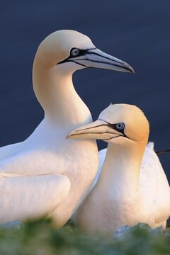 Gannets (Morus bassanus, Sula bassana)