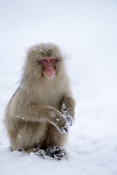 Japanese Macaque or Snow Monkey (Macaca fuscata), sitting on snow, Affenpark Jigokudani, Nagano Pr&auml;fektur, Japan