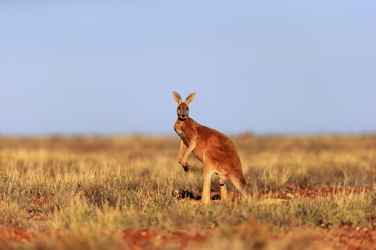 Red kangaroo (Macropus rufus), adult male, standing in grassland, Sturt National Park, New South Wales, Australia