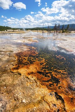 Yellow bacteria and algae in a hot spring at Black Sand Basin and Biscuit Basin, Yellowstone National Park, Wyoming, USA