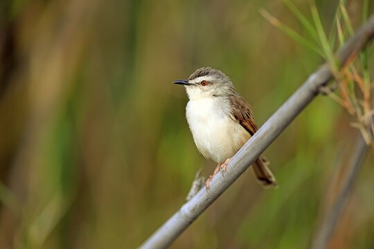 Tawny-flanked prinia (Prinia subflava), adult on a branch, Sabi Sand Game Reserve, Kruger National Park, South Africa