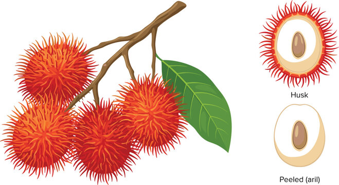 Fresh rambutan fruit on branch with green leaf whole peeled aril and cross section husk isolated on white background flat vector illustration.