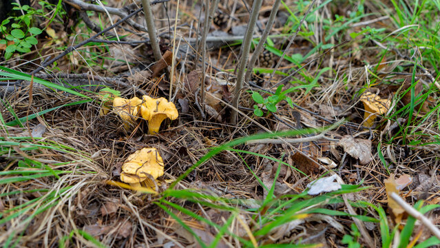 Forest clearing with edible mushrooms Cantharellus cibarius or girolle is golden chanterelle, genus Cantharellus. Decoration of forest