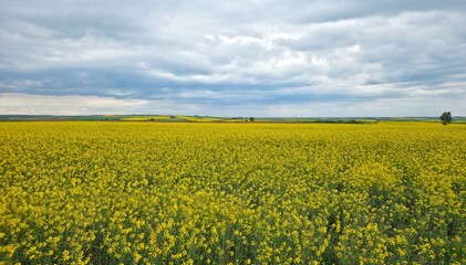 rural areas and landscapes. photos of canola fields and cloudy skies. © akif