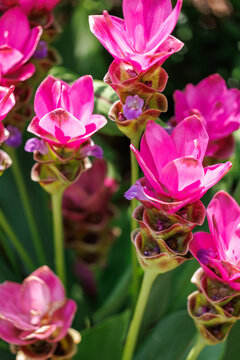 Vibrant Pink Siam Tulip flowers (Curcuma alismatifolia) blooming in a sunlit garden