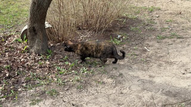 Tortoiseshell cat walking on grass in house yard, pausing to sniff ground, stalking possible mouse, low sunlight, patchy soil