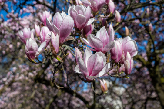 Magnolia blossoms on a tree