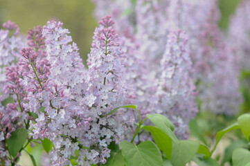 Obraz premium Blooming lilac in May close-up with blurred background.