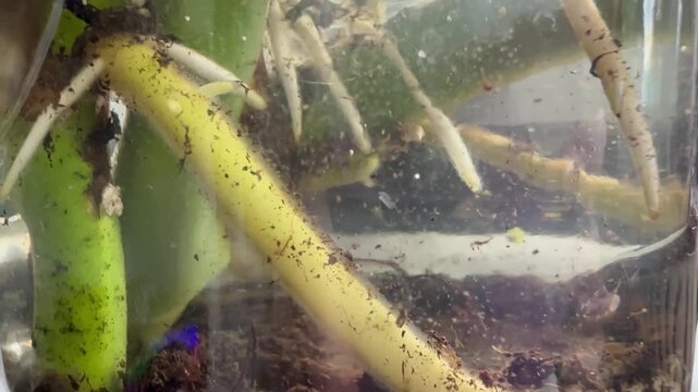 Plant roots grow in murky water. Green stems support thick, yellow root systems. Soil clings to root surfaces. Water gently swirls around plant base. Natural growth process captured in close-up