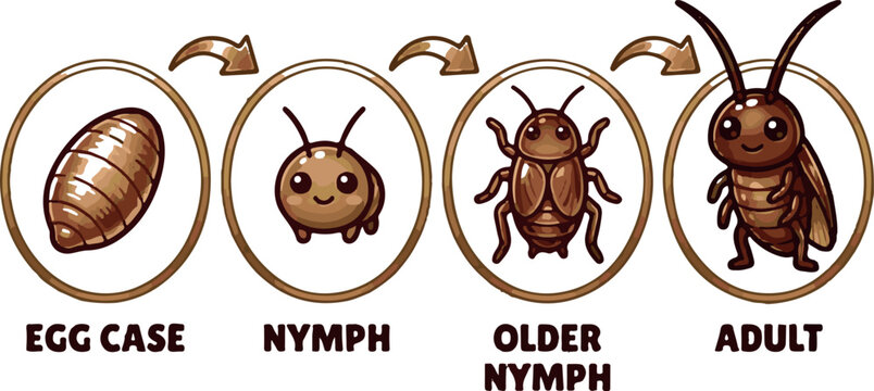 vector set of different, life cycle of cockroach