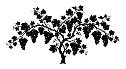 Grape vine with bunches of grapes black silhouette © Taylor
