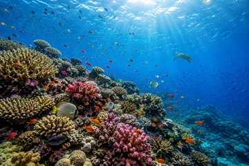 Fototapete Unterwasserwelt under water ocean / landscape underwater world, scene blue idyll nature Coral reefs fish  © yuda