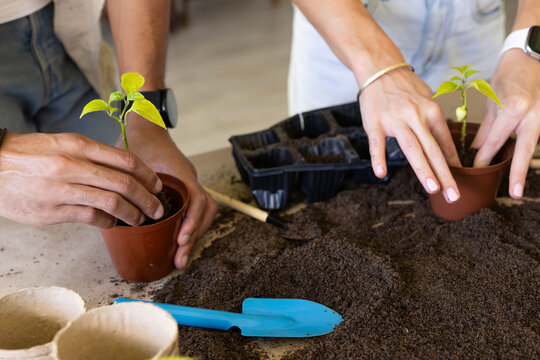 Couple planting seedlings at worktable, placing seedlings into brown plastic pots with blue trowel