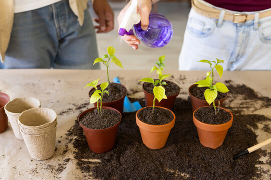 Couple tending six potted seedlings on table at home, spraying plants with purple spray bottle