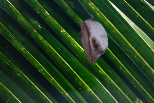 Northern Ghost Bat - diclidurus albus watching